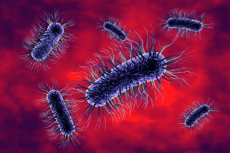 Escherichia coli – kako je liječiti?