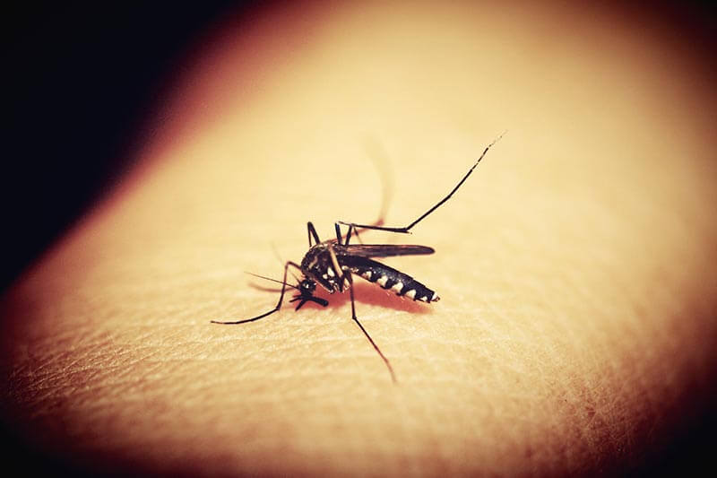 Prirodni načini za odbijanje komaraca