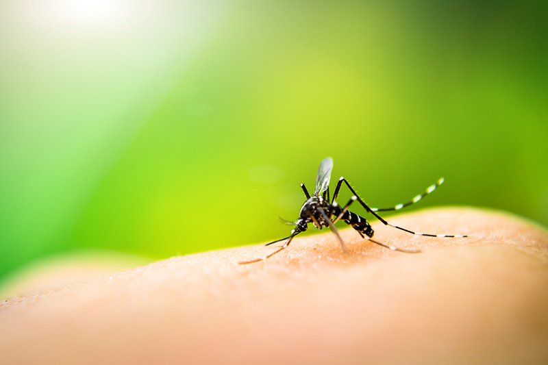 Prirodni načini za ublažavanje simptoma ugriza komaraca